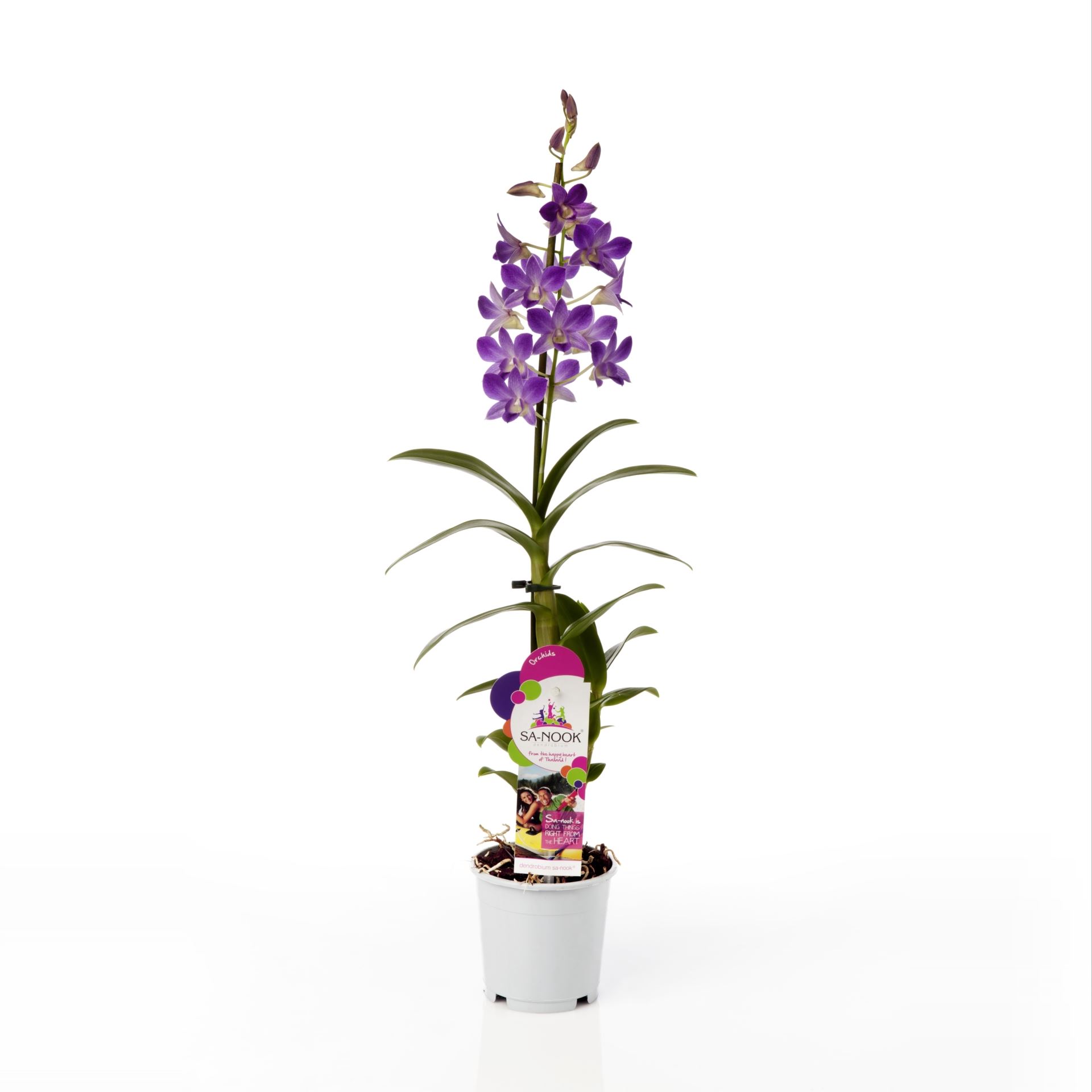Dendrobium sa-nook blue happiness 1 Dendrobium sa-nook blue happiness