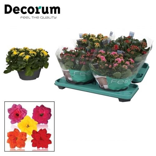 Kalanchoe calandiva mix