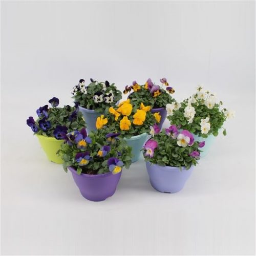 Viola cornuta mix kar