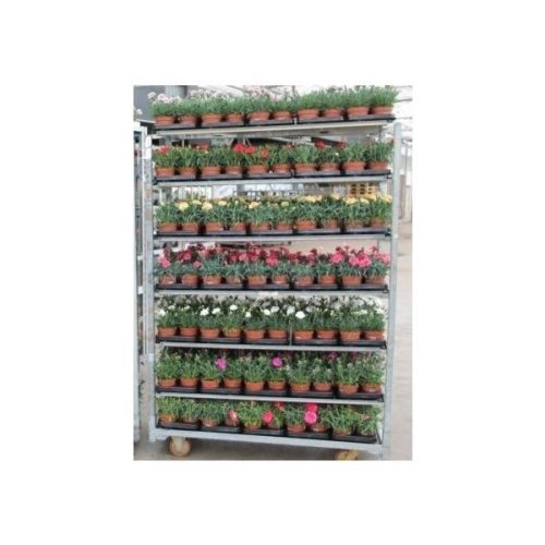 Dianthus mixkar 7 kleuren