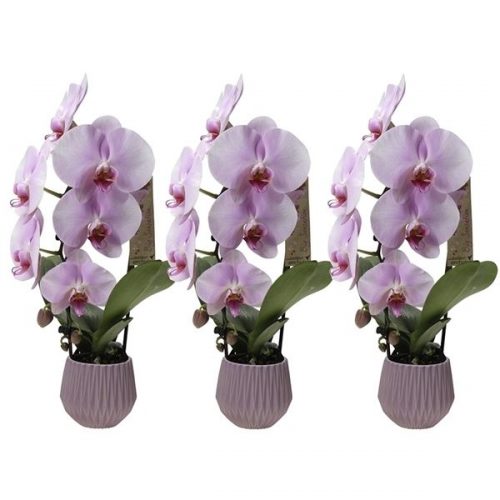 Phalaenopsis multiflora kolibri big sensation roze