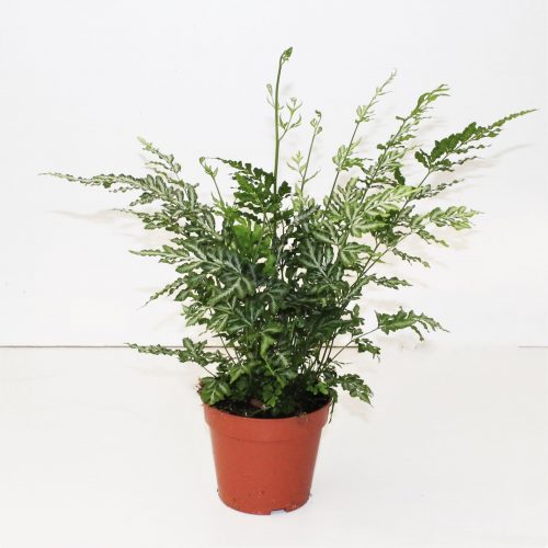 Pteris ensiformis evergemiensis