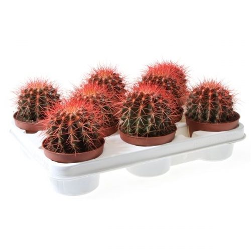 Echinocactus grusonii rainbow rood rc10002