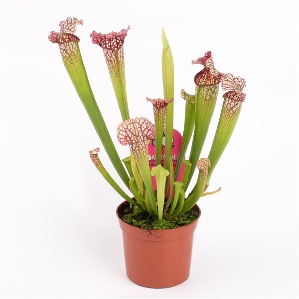 Sarracenia leucophylla 1 Sarracenia leucophylla