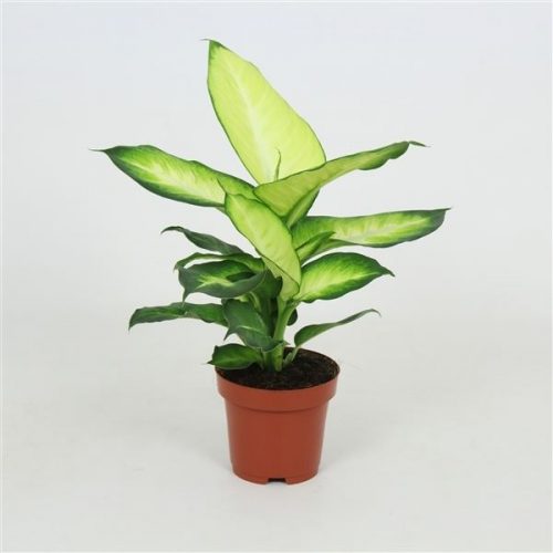 Dieffenbachia summer style