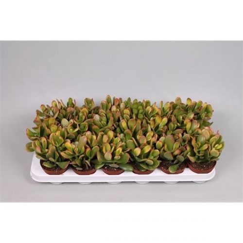 Crassula ovata sunset