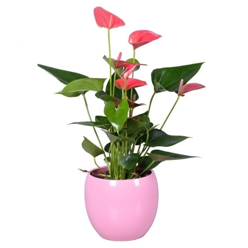 Anthurium andr. roze fp026-51004