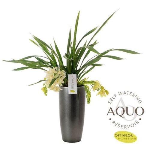 Cymbidium ice cascade