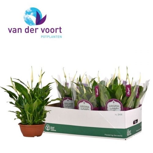 Spathiphyllum chopin schaal