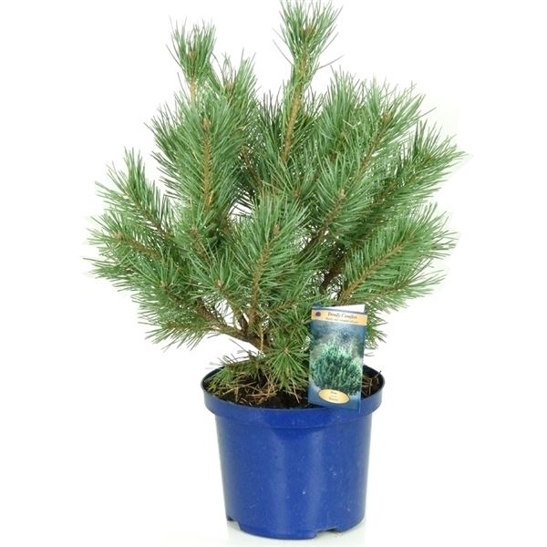 Pinus sylvestris watereri