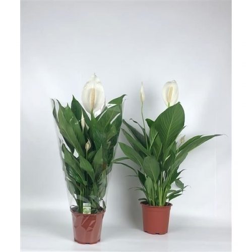 Spathiphyllum bingo cupido