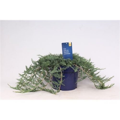 Juniperus horizontalis wiltonii