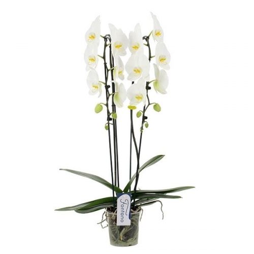 Phalaenopsis wit cascade