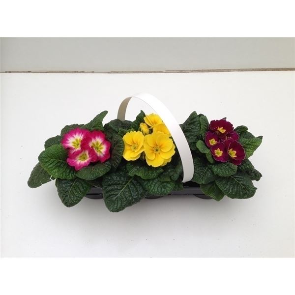 Primula acaulis mix