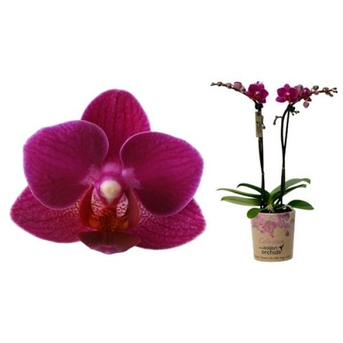 Phalaenopsis multiflora kolibri brasil