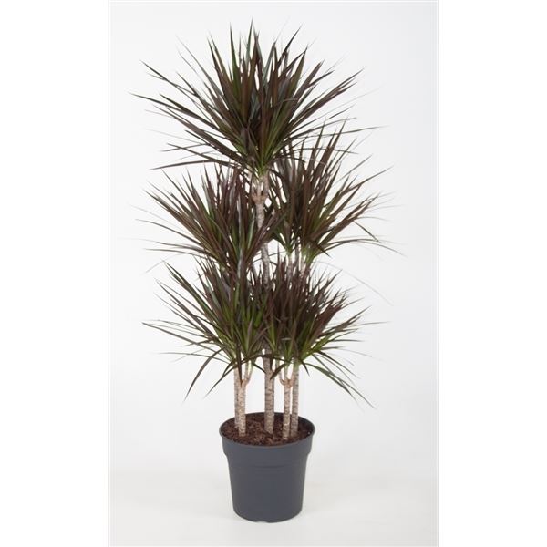 Dracaena marg. magenta 1 Dracaena marg. magenta