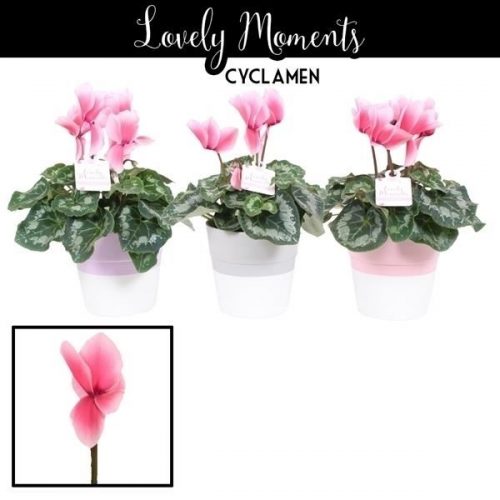 Cyclaam lovely moments in ompot max