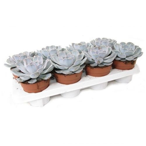 Echeveria lilachina rini12