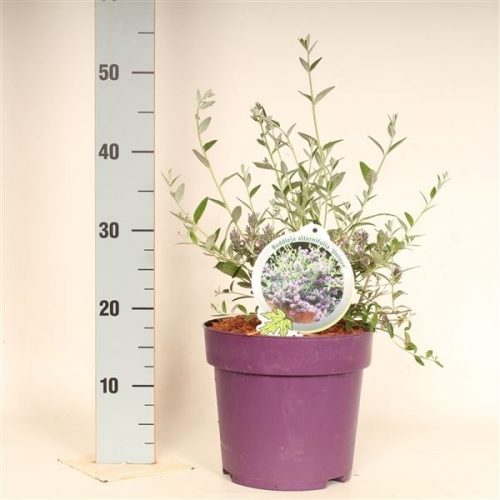 Buddleja alternifolia