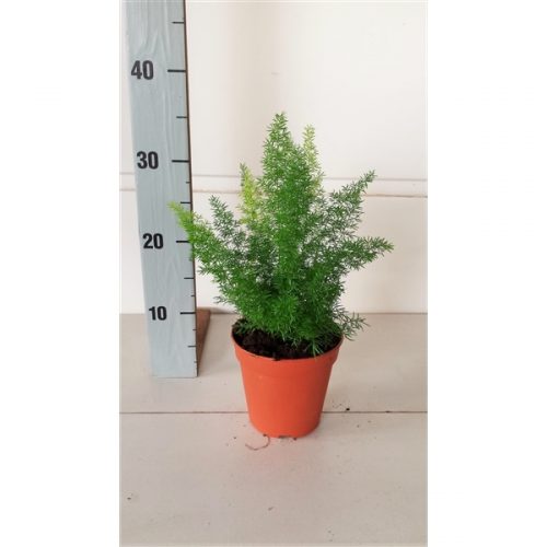 Asparagus densiflorus myers