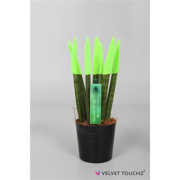 Sansevieria cylindrica spaghetti velvet svt06zk04 1 Sansevieria cylindrica spaghetti velvet svt06zk04