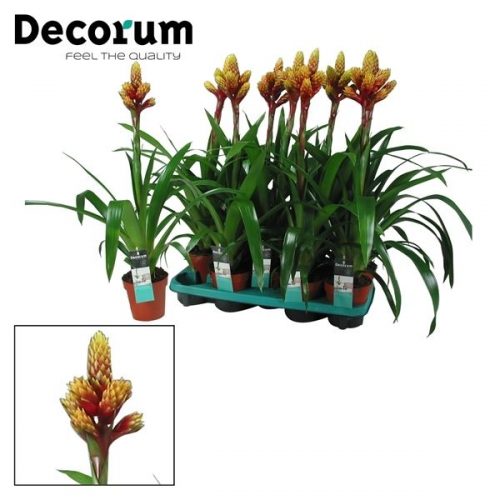 Guzmania mixxta oranje geel		-	9	-	Adet