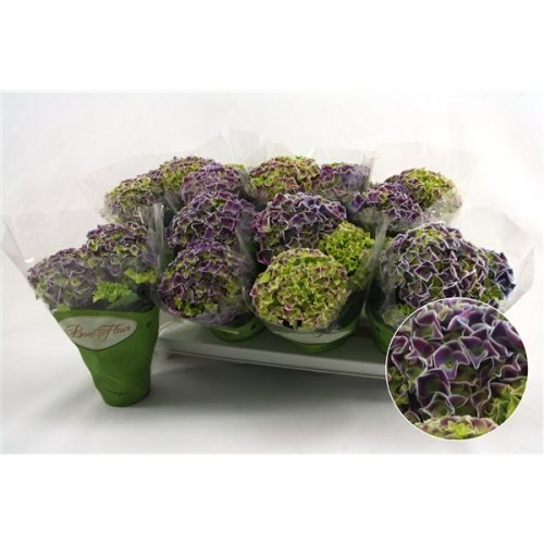 Hydrangea macr. tivoli blauw bicolor