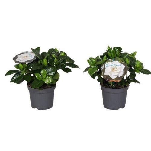 Gardenia jasminoides