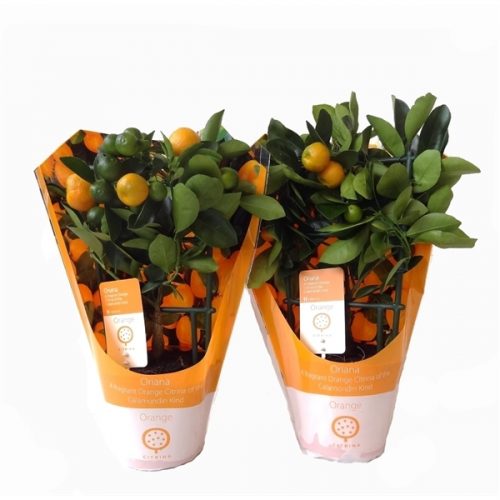 Citrofortunella x microcarpa calamondin