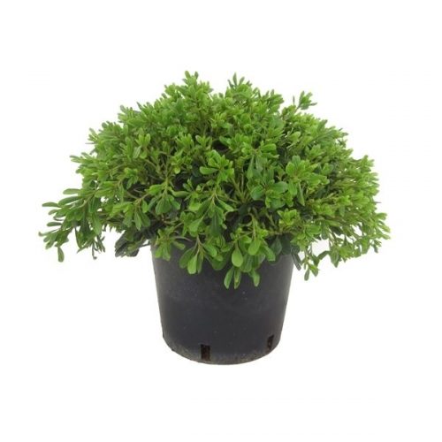 Pittosporum tobira nanum