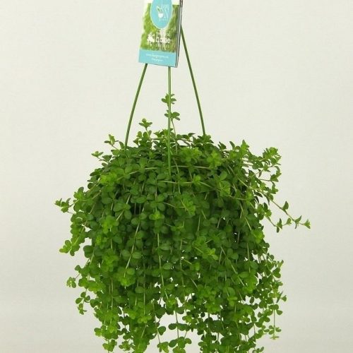 Peperomia isabelle