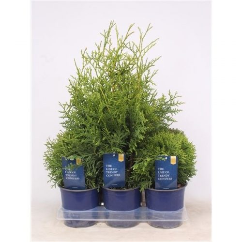 Thuja occidentalis mix