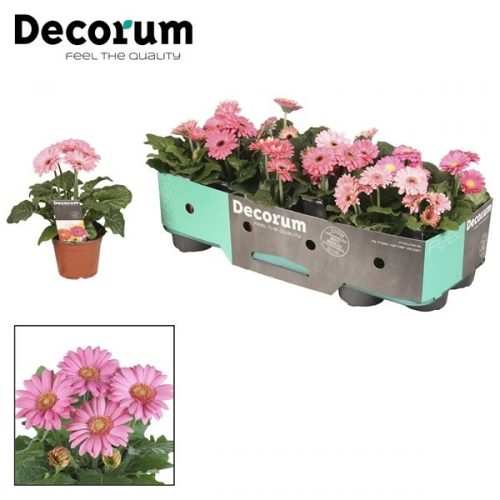 Gerbera roze	 3+ in kraag	-	12	-	Adet
