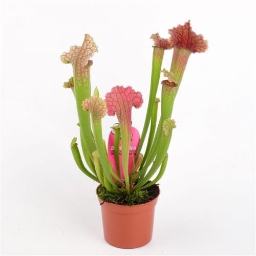 Sarracenia juthatip soper