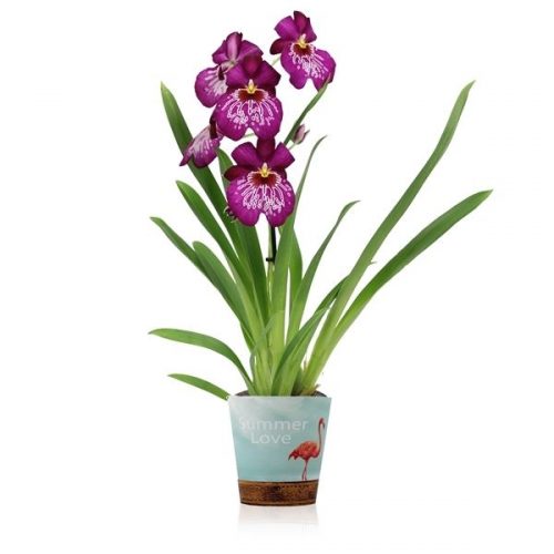 Miltonia newton falls inca