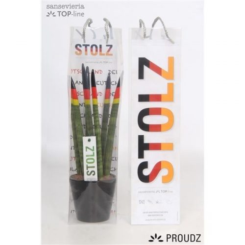 Sansevieria cilindrica proudz duits