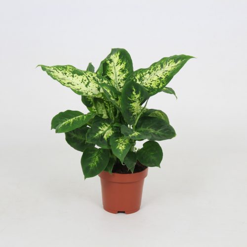 Dieffenbachia compacta
