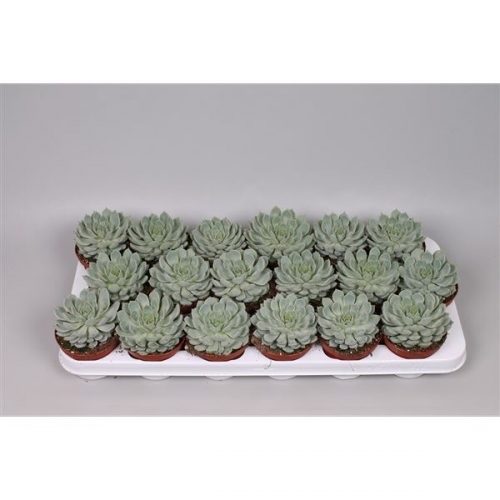 Echeveria derenbergii blue