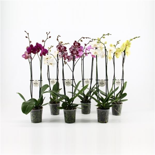 Phalaenopsis mix 1 Phalaenopsis mix