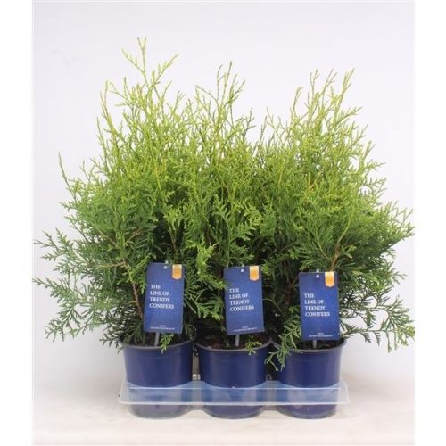 Thuja occidentalis brabant