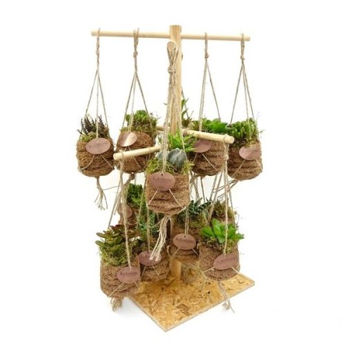 Birdsnest display succulent knd60succ