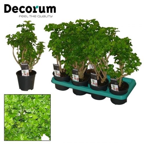 Polycias butterfly		-	8	-	Adet