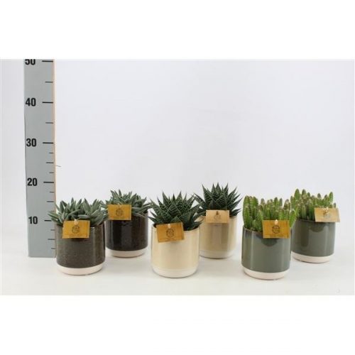 Kamerplanten mix 450