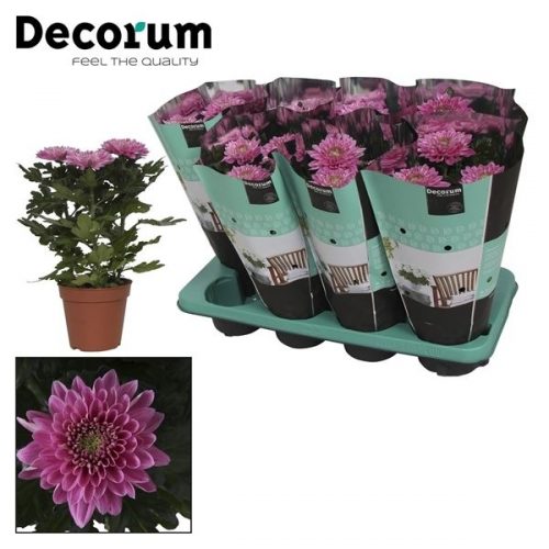Chrysanthemum ind. nova zembla desna	 3 stek	-	8	-	Adet