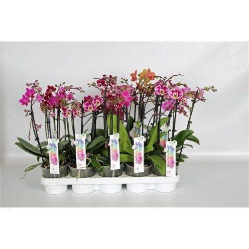 Phalaenopsis multiflora mix