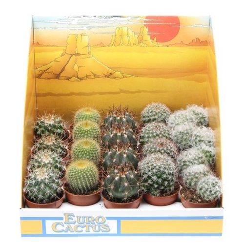 Cactus bol mix in showdoos pv5002