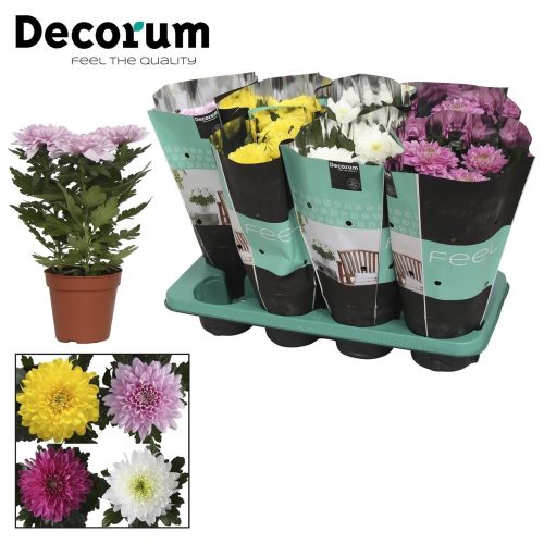 Chrysanthemum ind. zembla mix