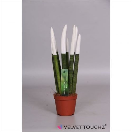 Sansevieria cylindrica spaghetti velvet svt09zk02