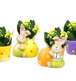 Kalanchoe calandiva geel pa76