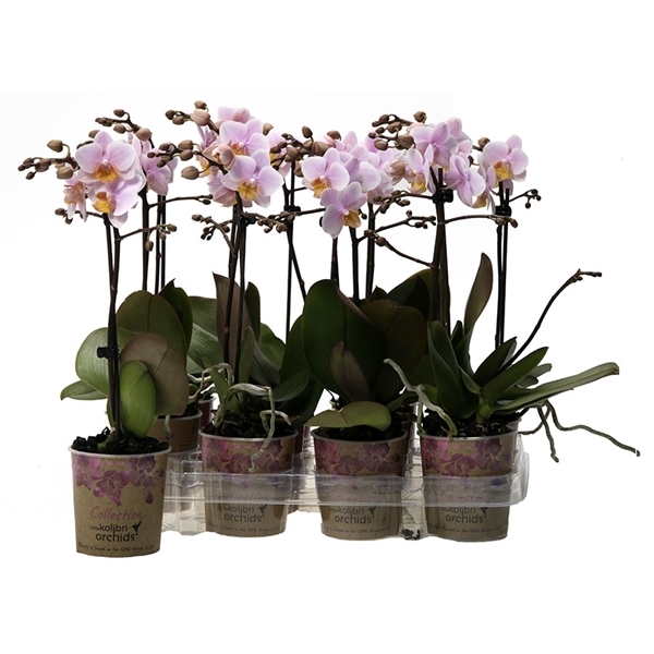 Phalaenopsis multiflora kolibri roze 1 Phalaenopsis multiflora kolibri roze